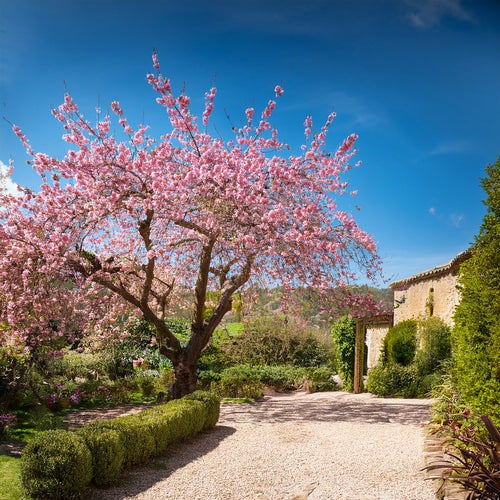 Quand et comment planter un cerisier du Japon 'Sakura' pour une floraison spectaculaire au printemps ?