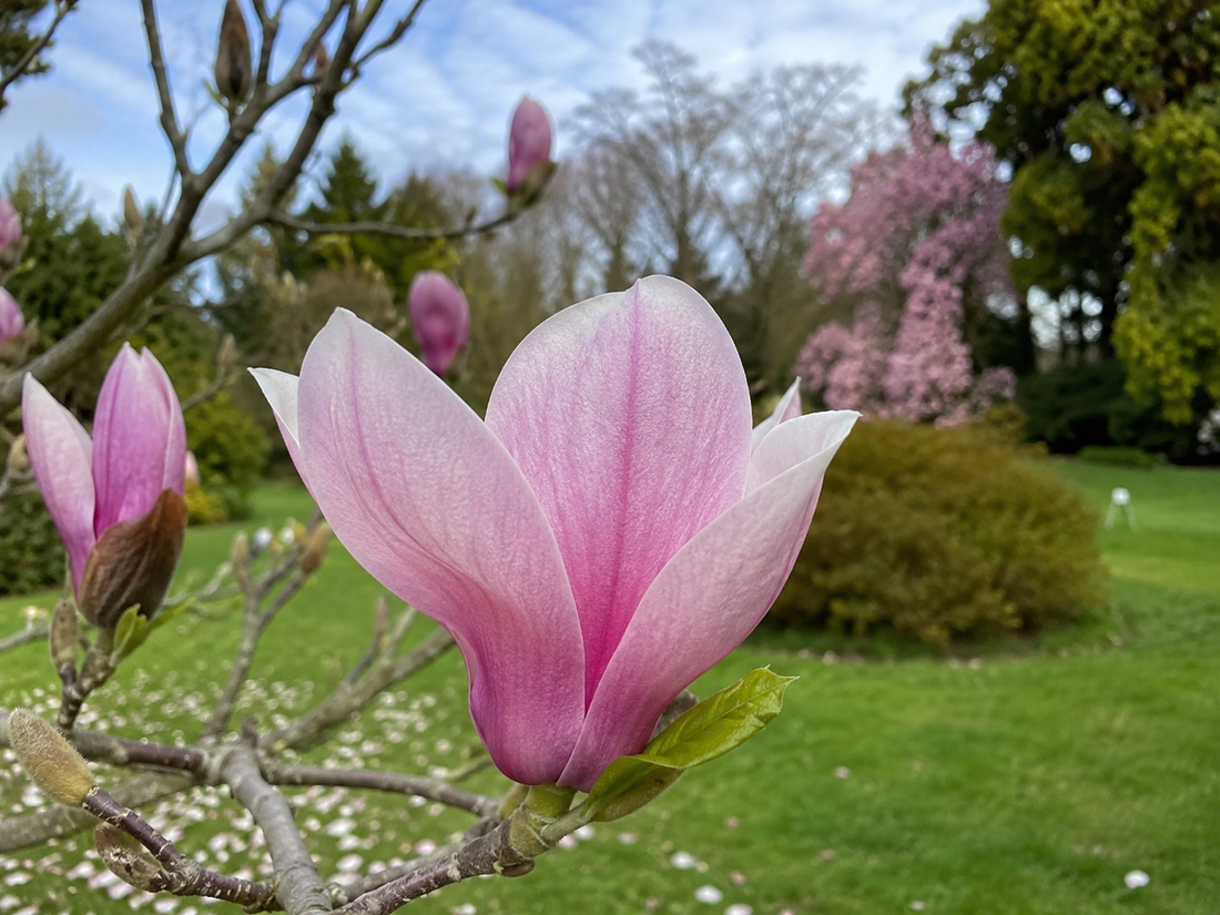 Peut-on limiter la hauteur d'un magnolia et comment s'y prendre sans l'abîmer ?