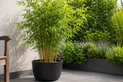 Quelle taille de pot pour un bambou selon sa hauteur adulte ?