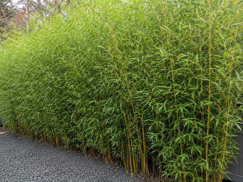 Comment entretenir un Fargesia Nitida Winter Joy ?