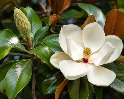 Comment tailler un magnolia ?