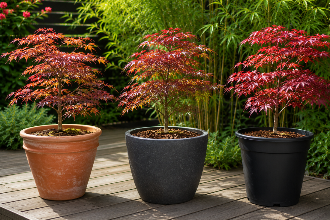 Quel pot choisir pour un érable du Japon : terre cuite, résine ou en plastique ?
