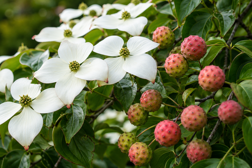 Le Cornus kousa produit-il des fruits comestibles ?