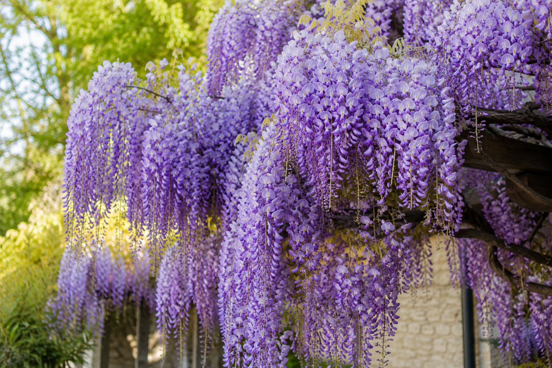 Ma glycine ne fleurit pas : les causes possibles et solutions