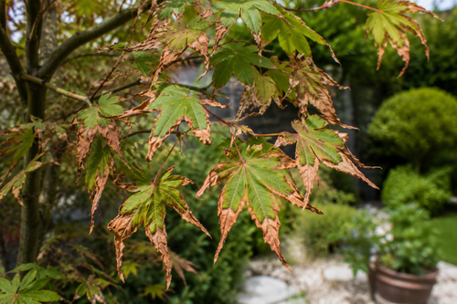 Érable du Japon : pourquoi ses feuilles brunissent et se dessèchent ?
