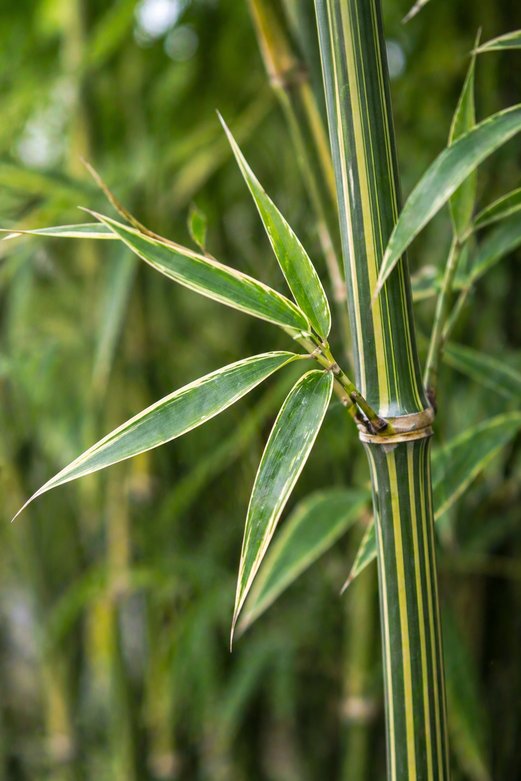 Croissance du bambou bissetii : les facteurs clés pour un développement optimal