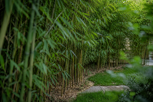 Le bambou est-il vraiment une plante sans entretien ou un mythe à déconstruire ?