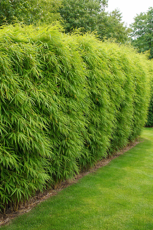 Planter et entretenir un Fargesia angustissima : le guide pratique complet