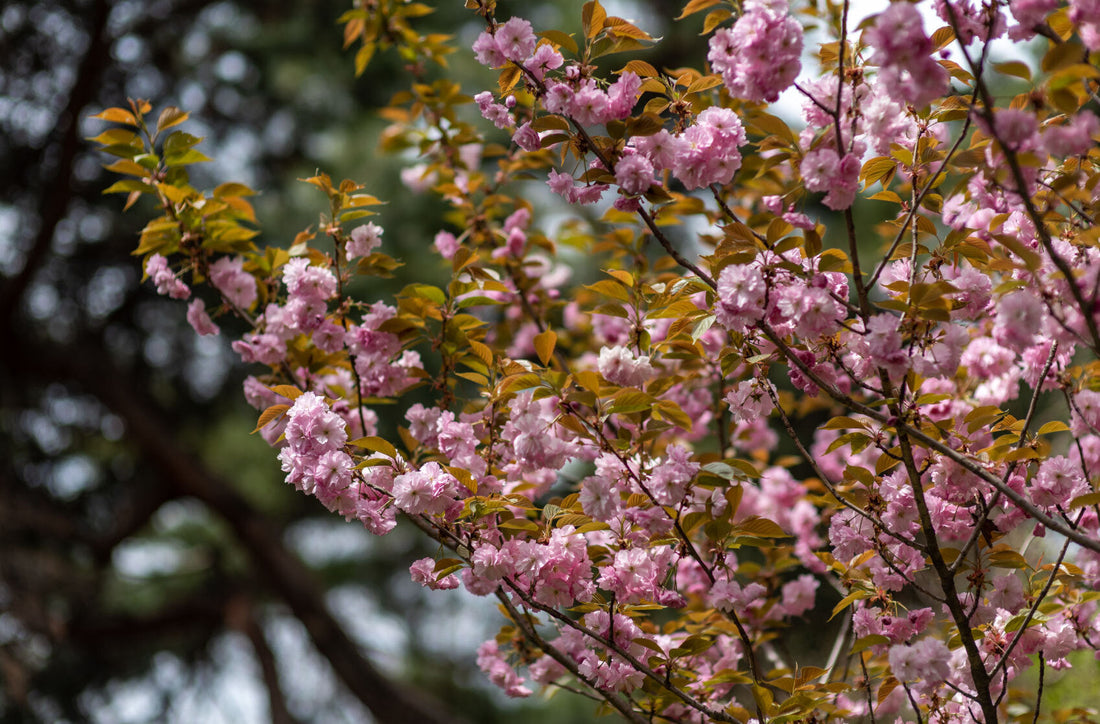 Comment entretenir le cerisier du Japon au fil des saisons ?