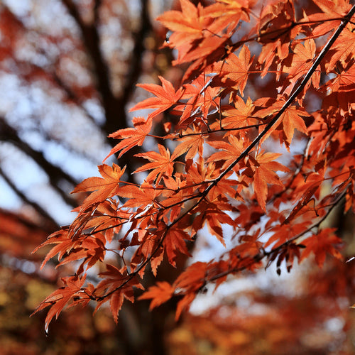 Comment entretenir un érable du Japon pour préserver sa beauté toute l’année