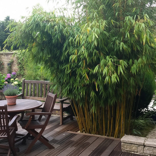 Pourquoi choisir le Fargesia ‘Wolong’ pour une haie non traçante ?