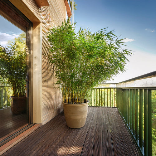 Quel bambou choisir pour végétaliser un balcon sans l’envahir ?