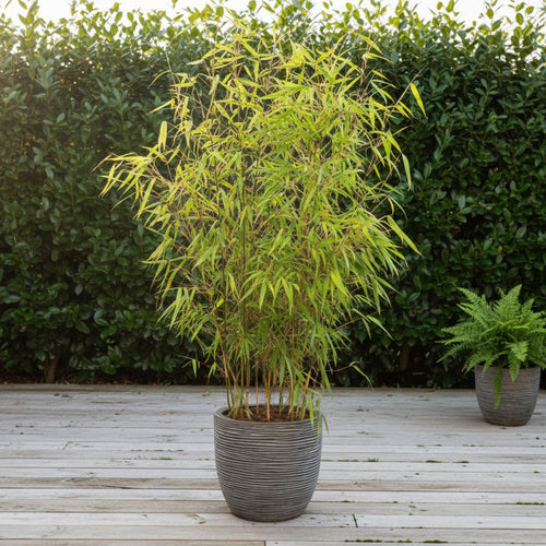 Nos conseils d’entretien pour le Bambou Fargesia Scabrida