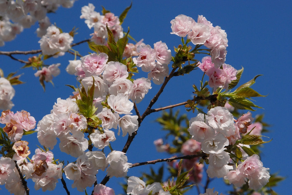 Cerisiers à fleurs