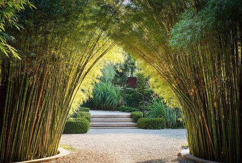 Bambous géants 7-16m