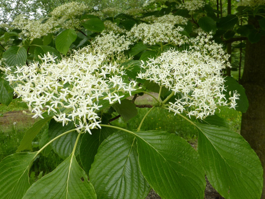 Cornus