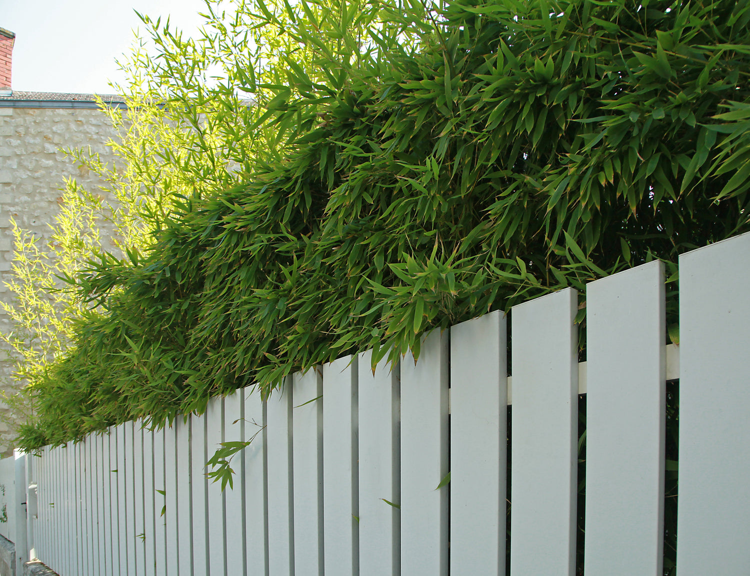 Dans un Jardin