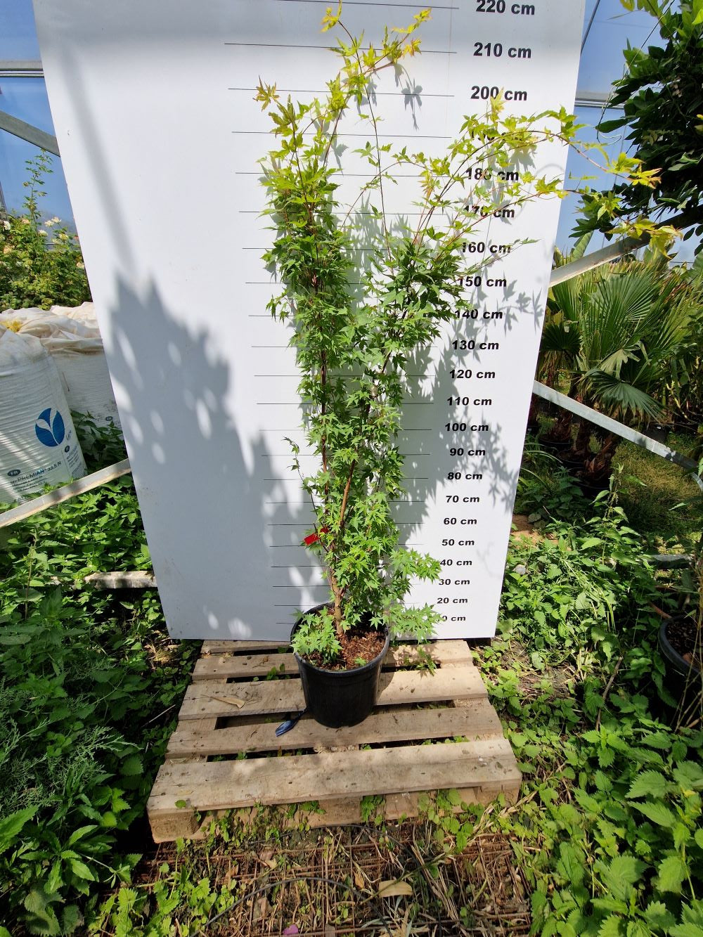 Acer Palmatum Sangokaku