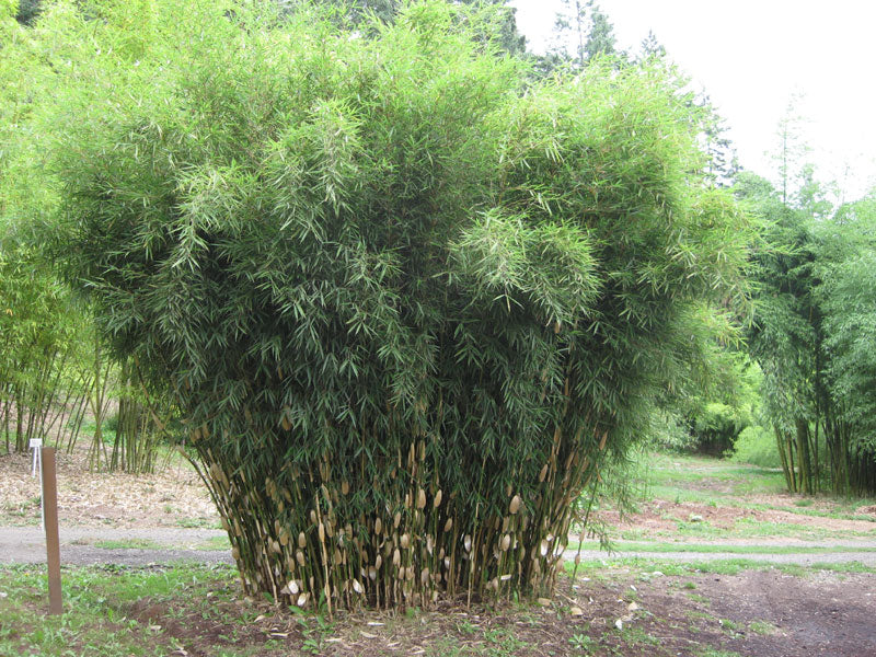 Fargesia Robusta Campbell