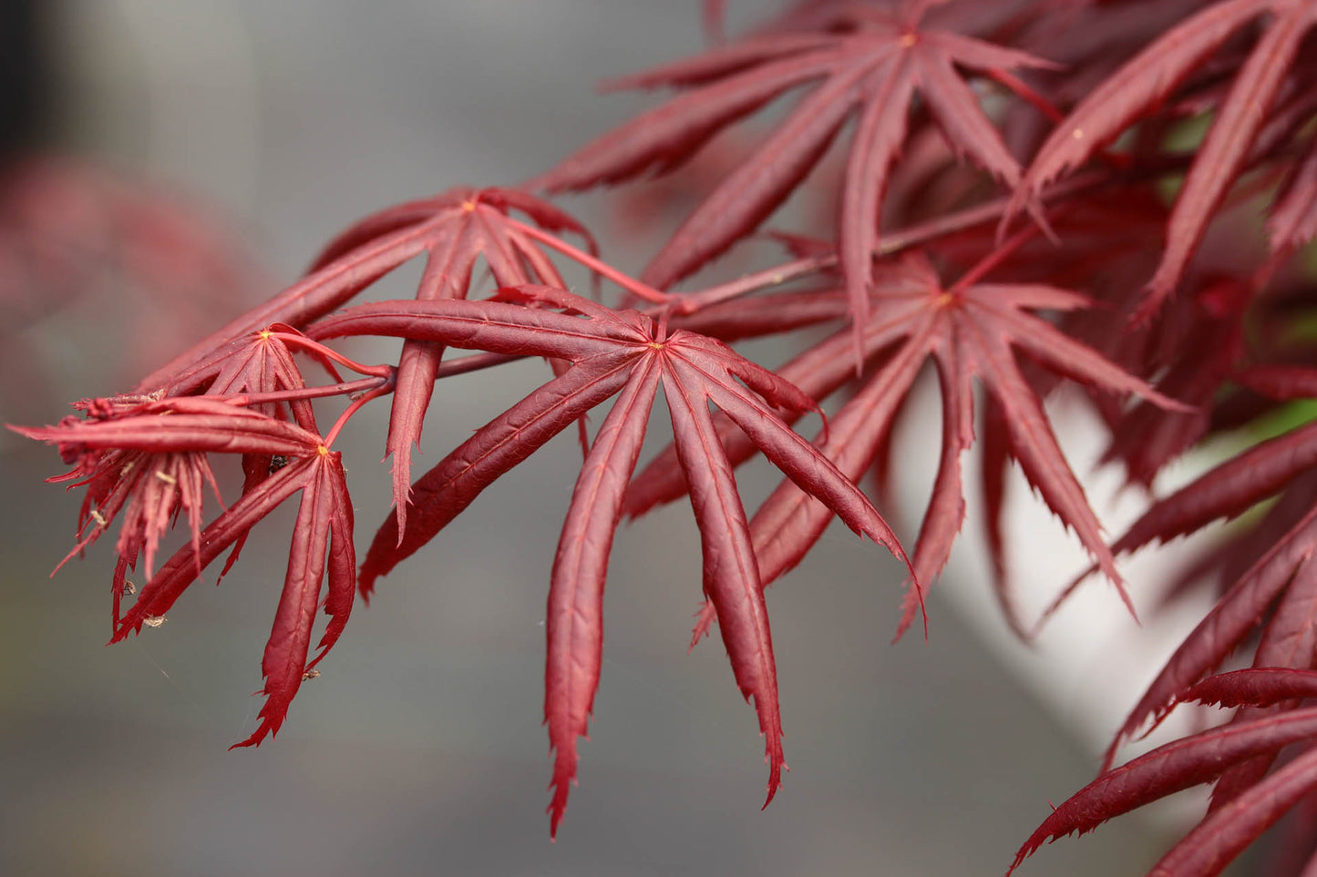 Acer Palmatum Trompenburg
