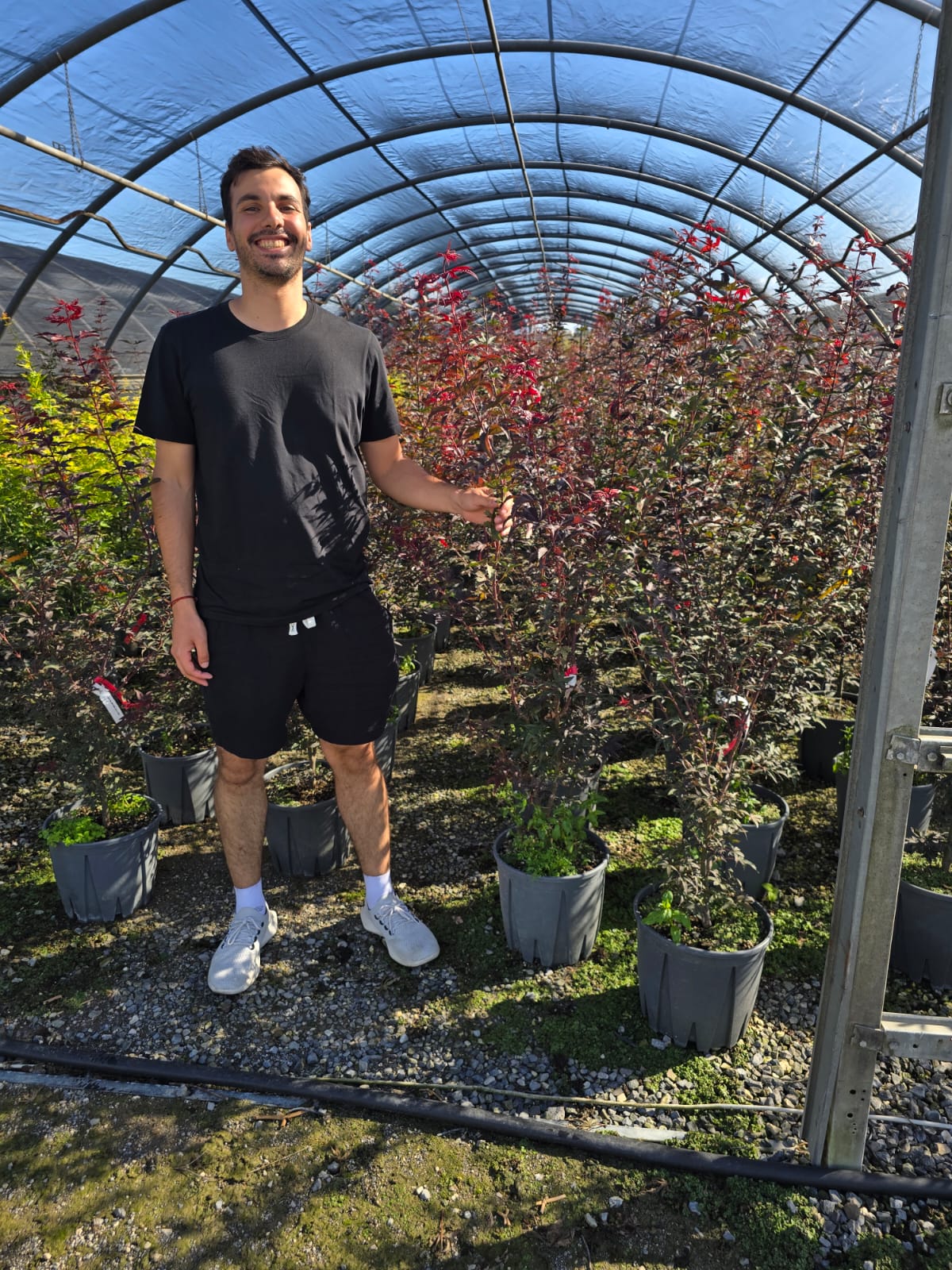 Acer Palmatum 'Little red'