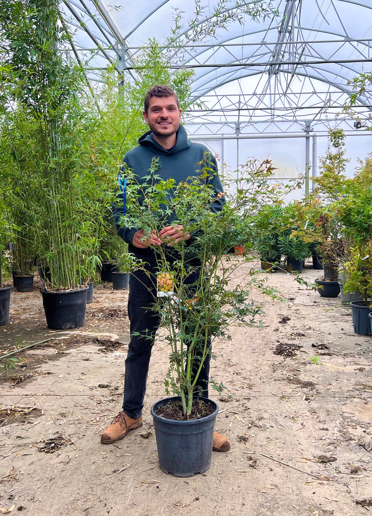 Acer Palmatum Orange Dream