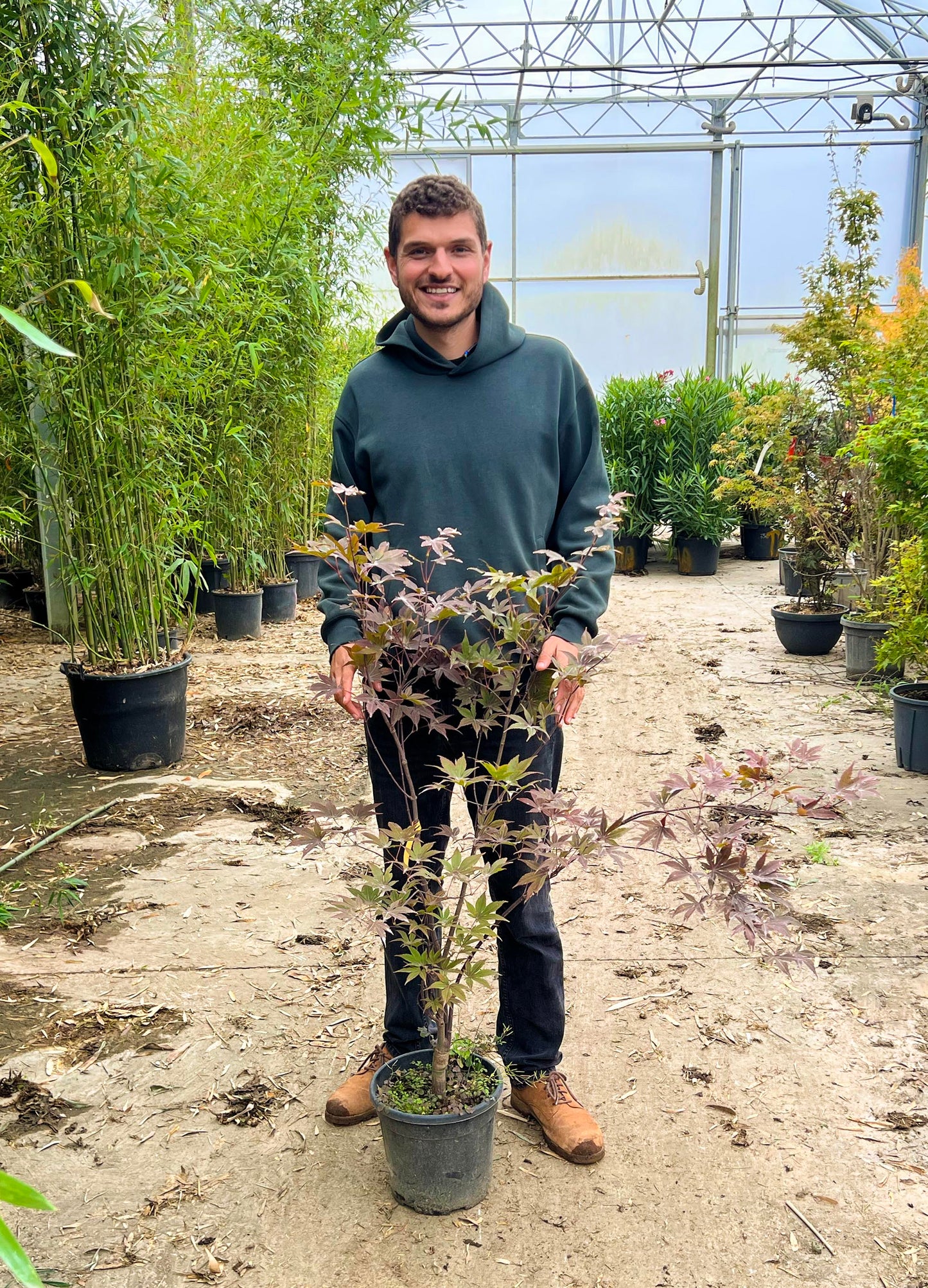 Acer Palmatum Bloodgood