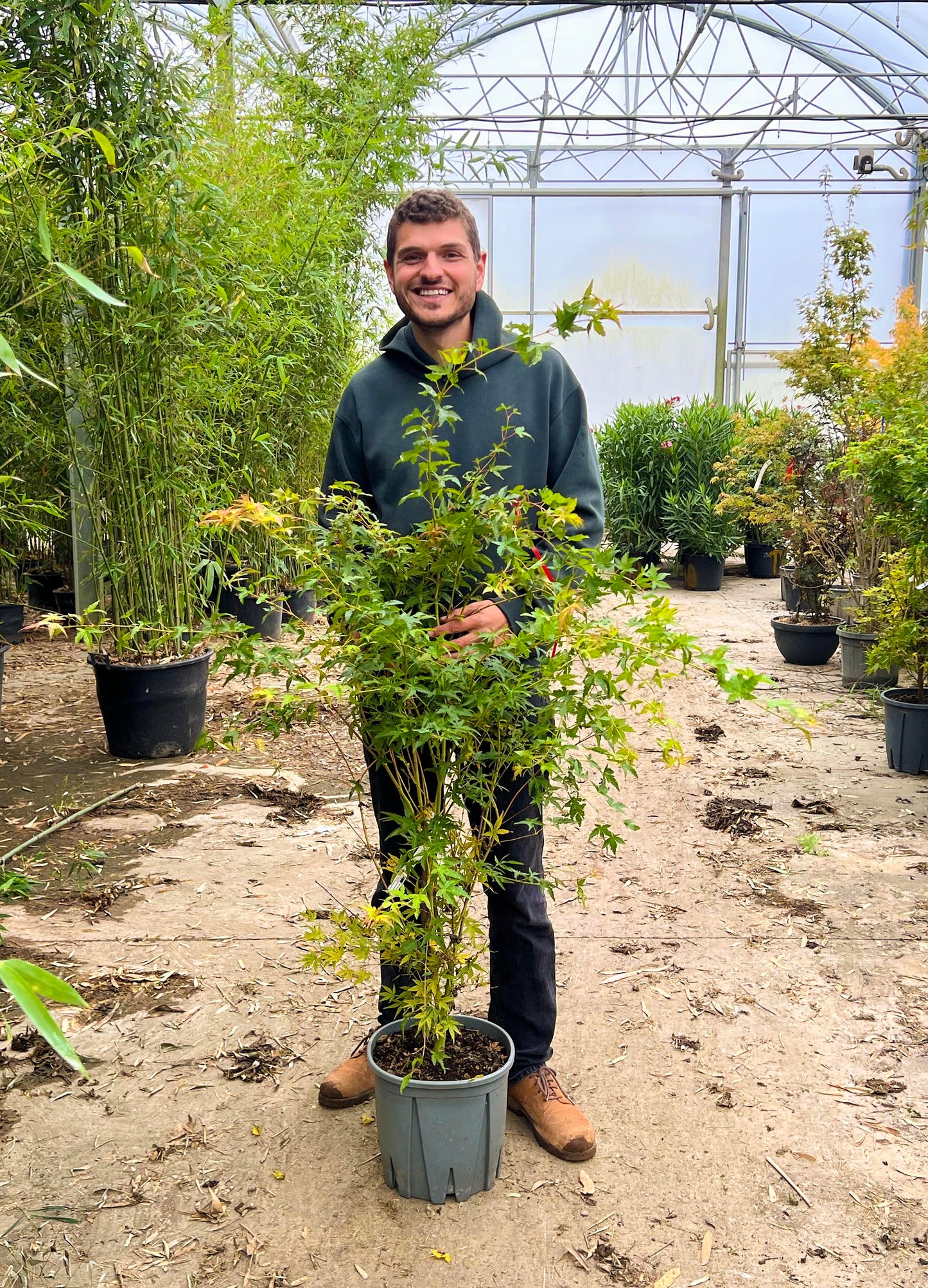 Acer palmatum Katsura