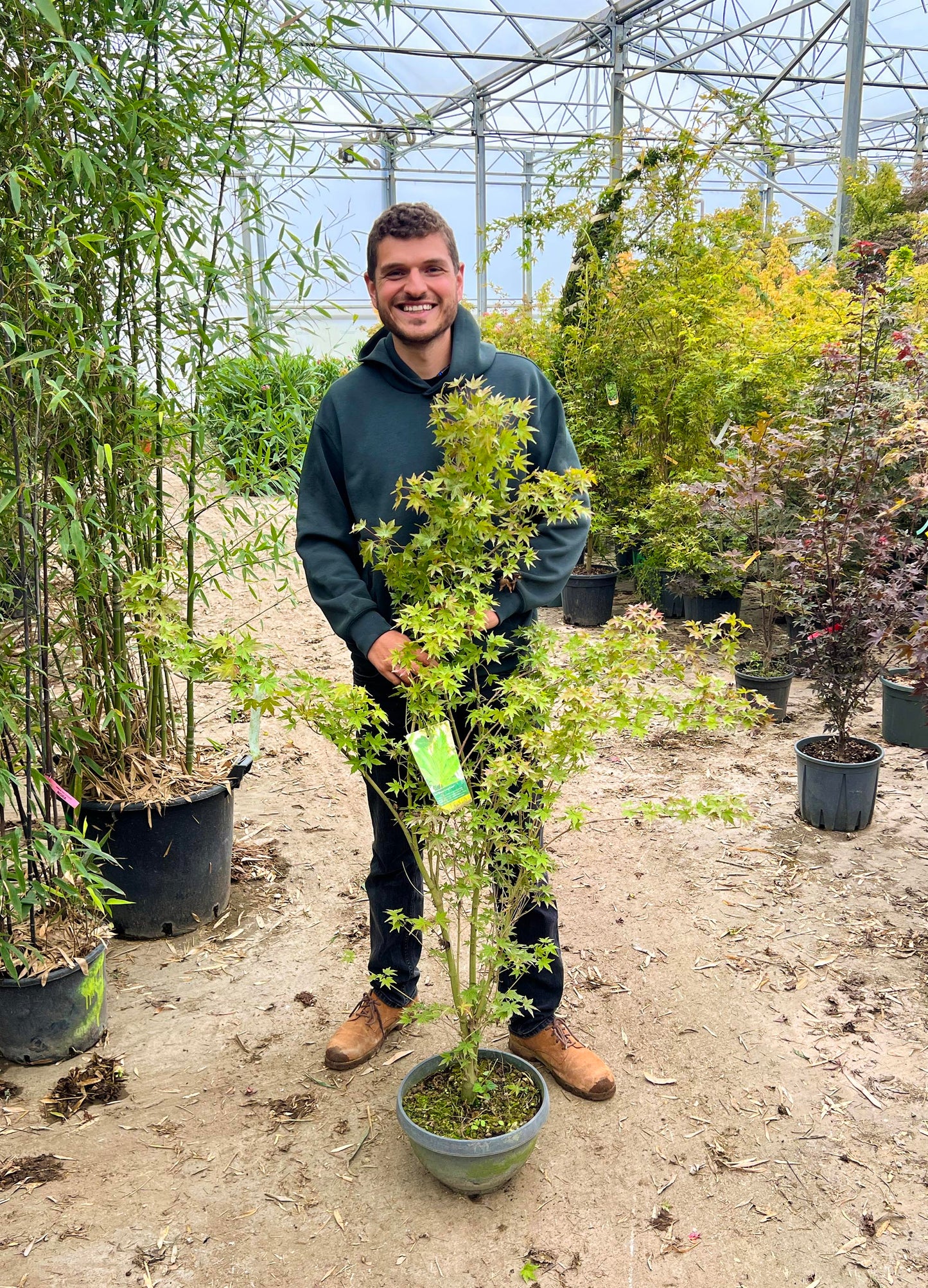 Acer Palmatum 'Going Green'