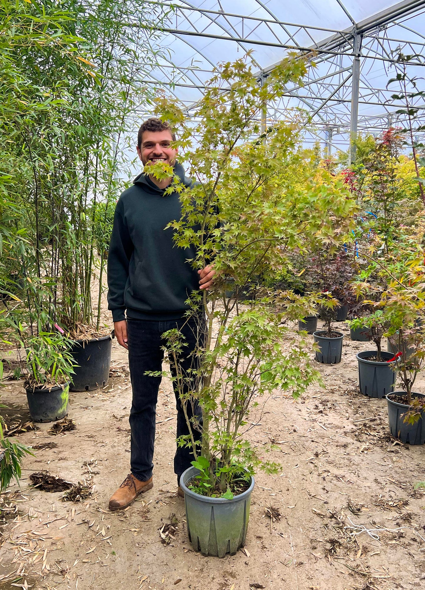 Acer Palmatum 'Going Green'