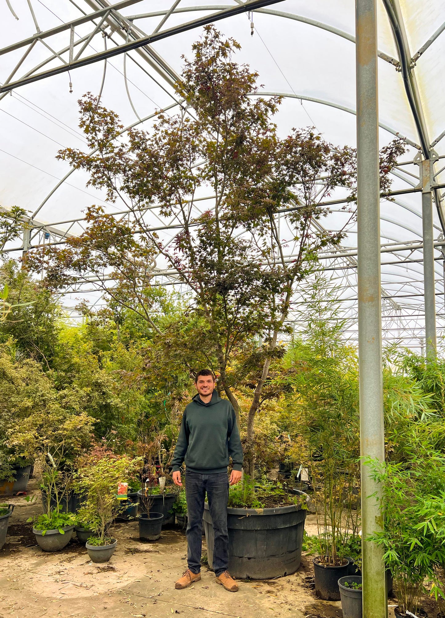 Acer Palmatum ‘Fireglow'