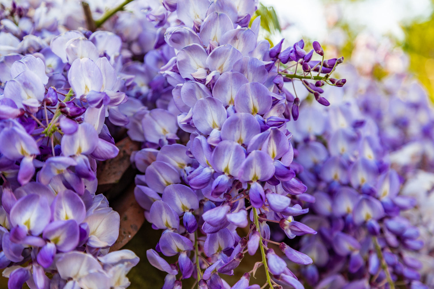 Glycine