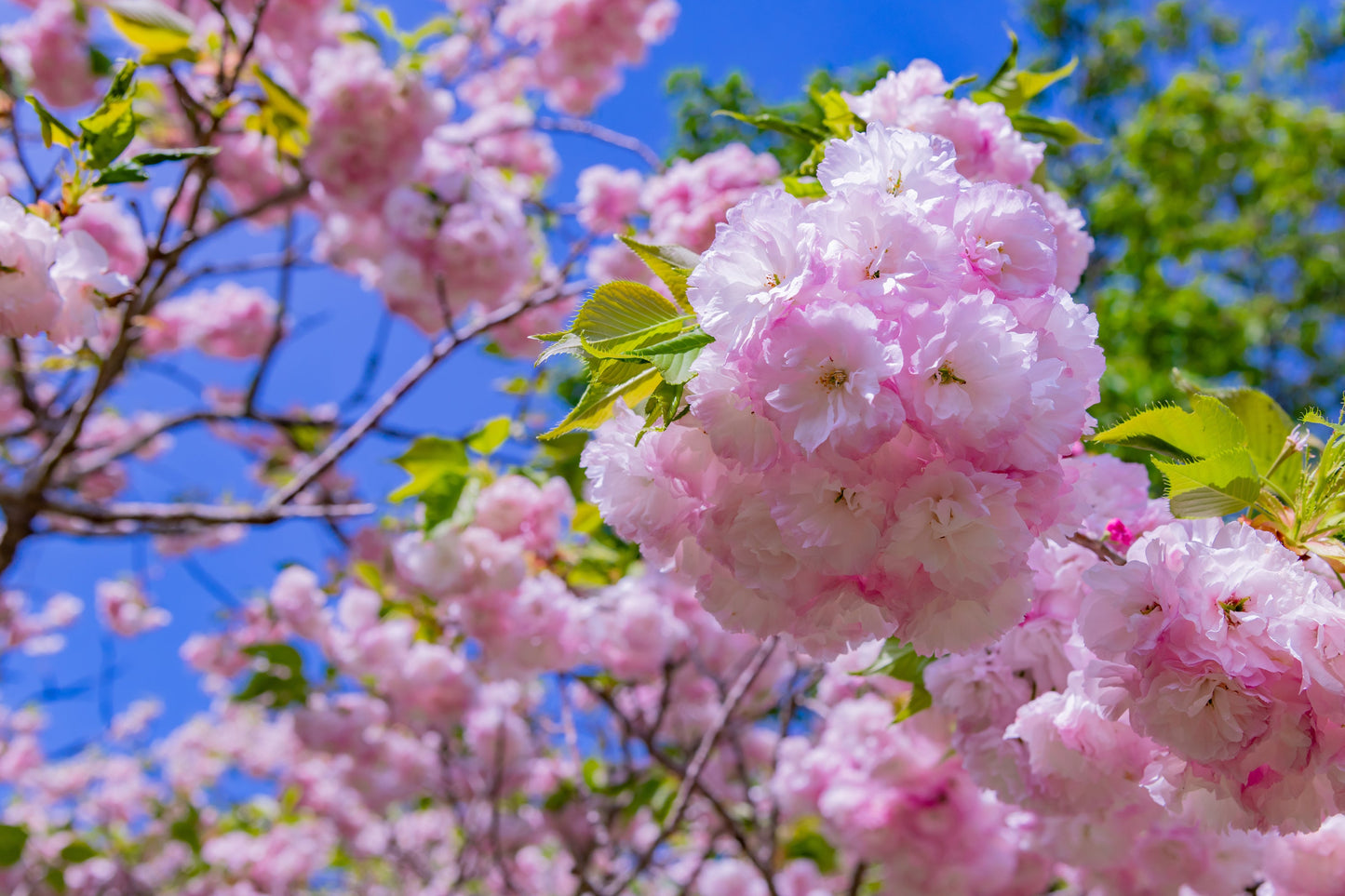 Cerisier Japonais à Fleurs (Kanzan)
