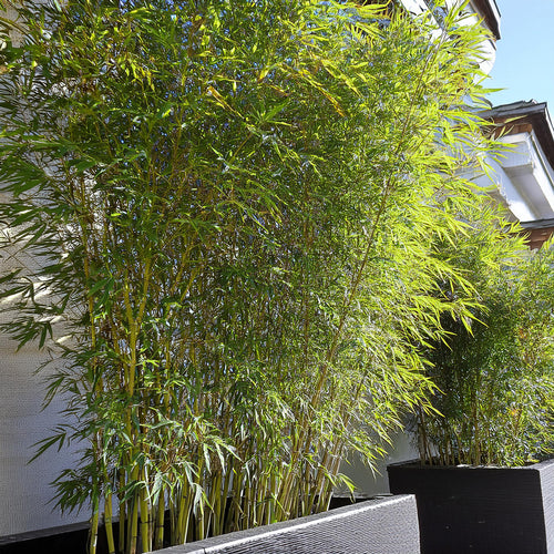 Bambou (Phyllostachys) Aurea