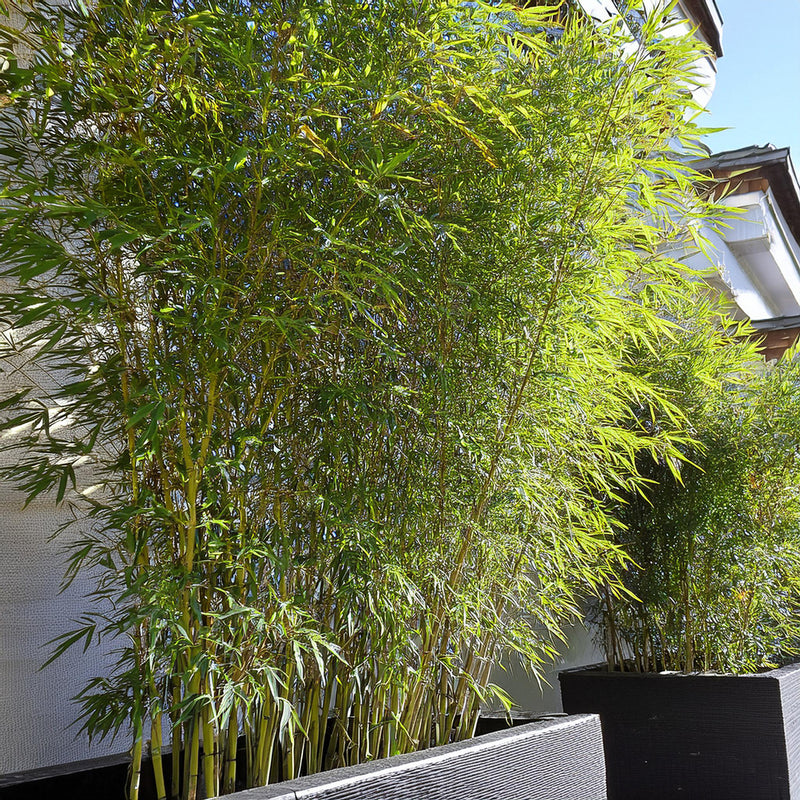 Bambou (Phyllostachys) Aurea