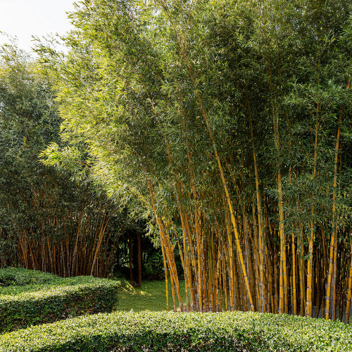 Bambou (Phyllostachys) Aureosulcata Spectabilis