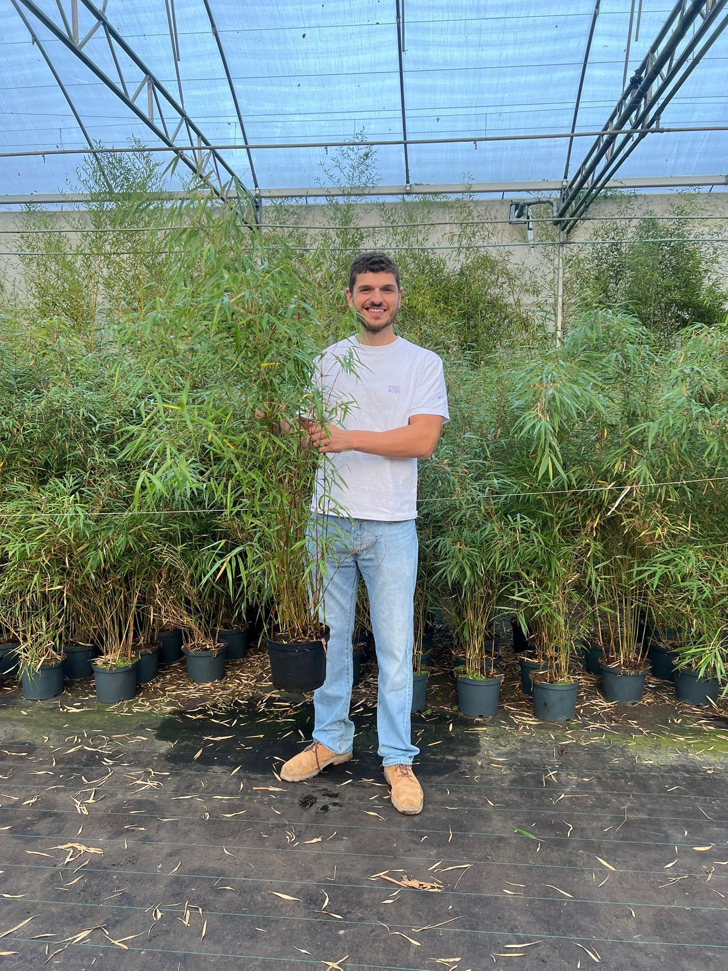 Bambou Fargesia Scabrida