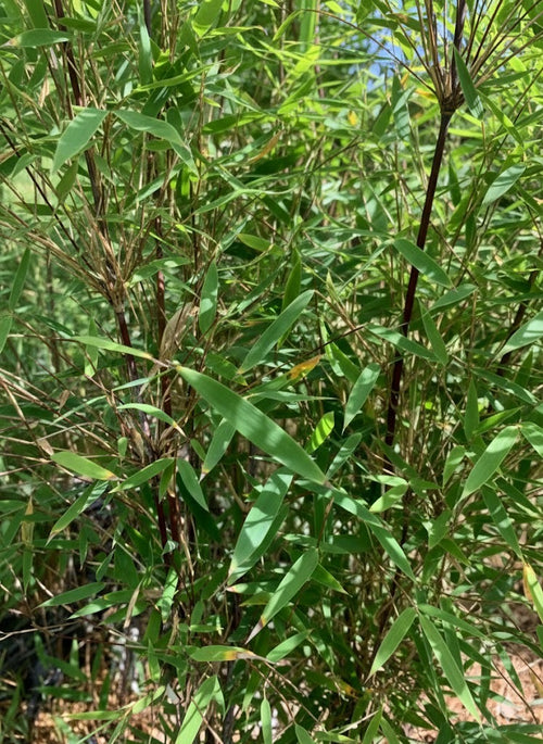 Bambou Fargesia Deep Purple