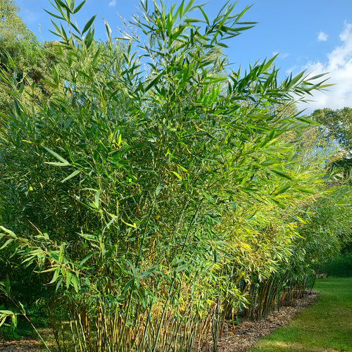 Bambou (Phyllostachys) Bissetii