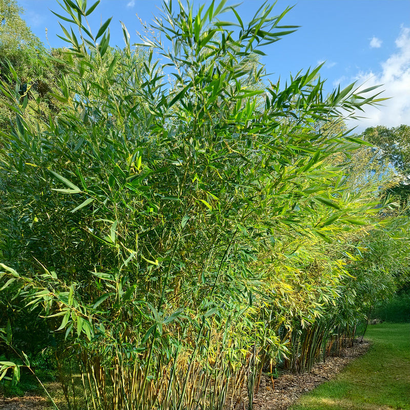Bambou (Phyllostachys) Bissetii