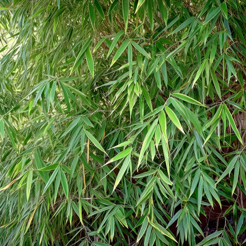 Fargesia Angustissima