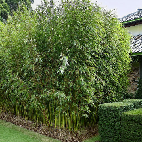 Fargesia Angustissima