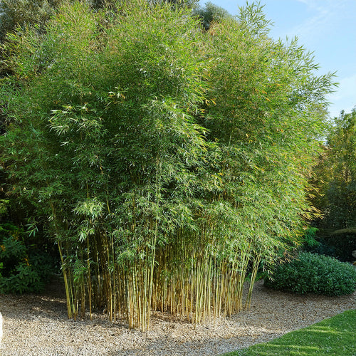 Fargesia Murielae Jumbo