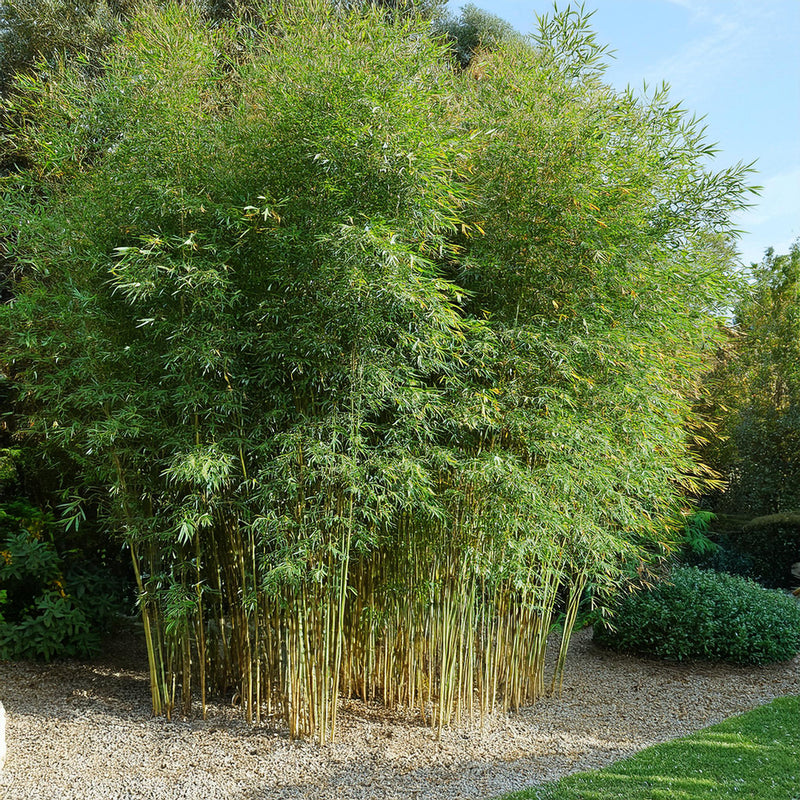 Fargesia Murielae Jumbo