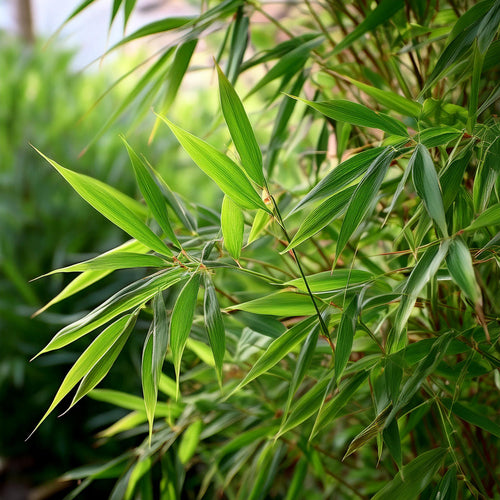 Fargesia Murielae x Nitida Obelisk