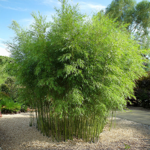 Fargesia Murielae x Nitida Obelisk