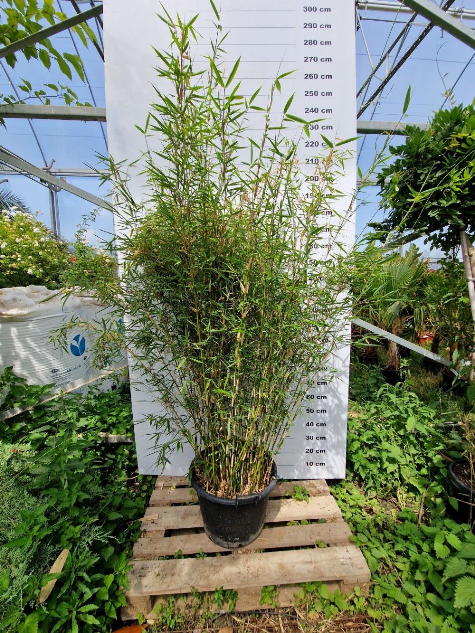 Fargesia Nitida Winter Joy