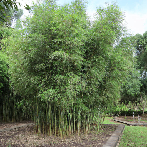 Fargesia Robusta Campbell