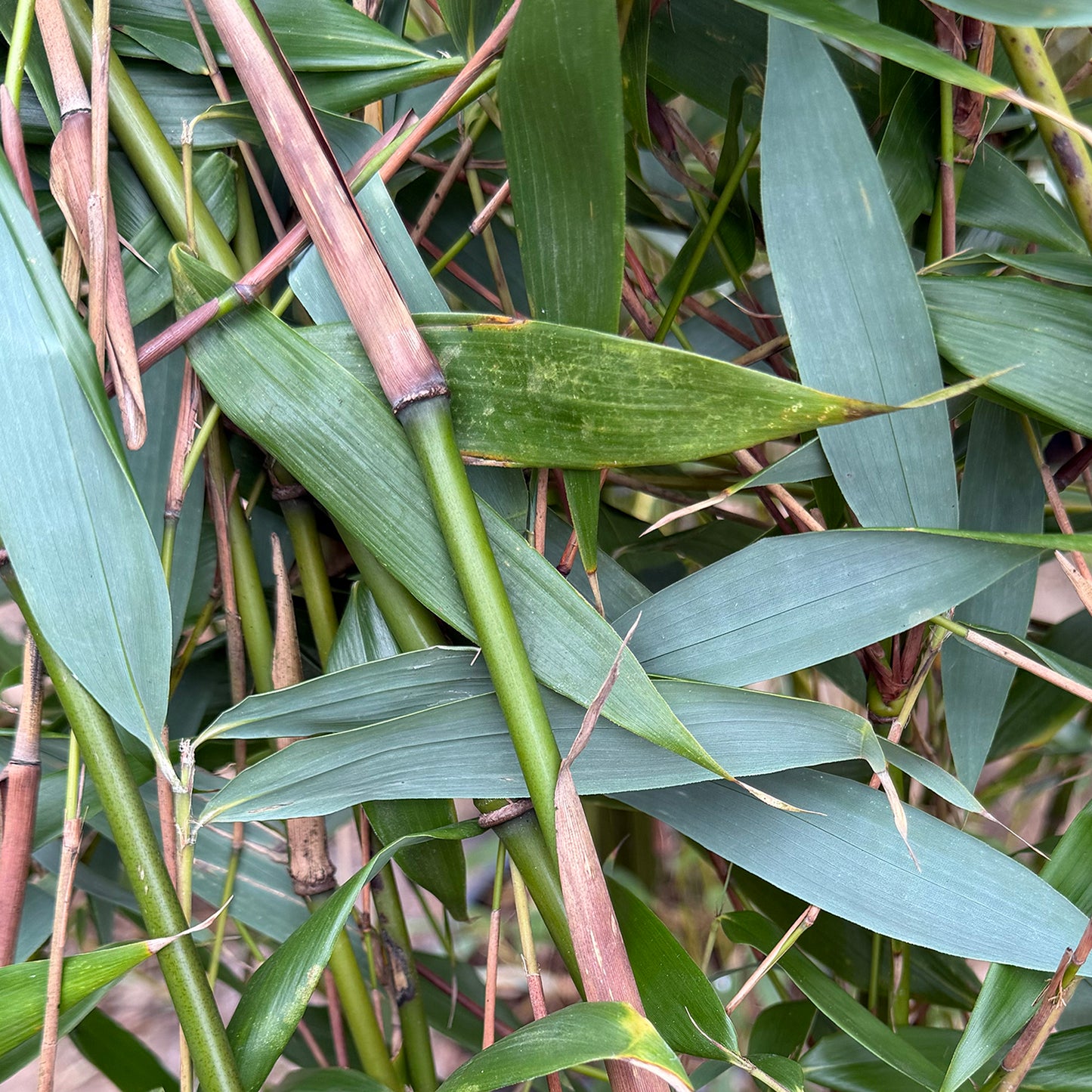 Fargesia Robusta Wolong