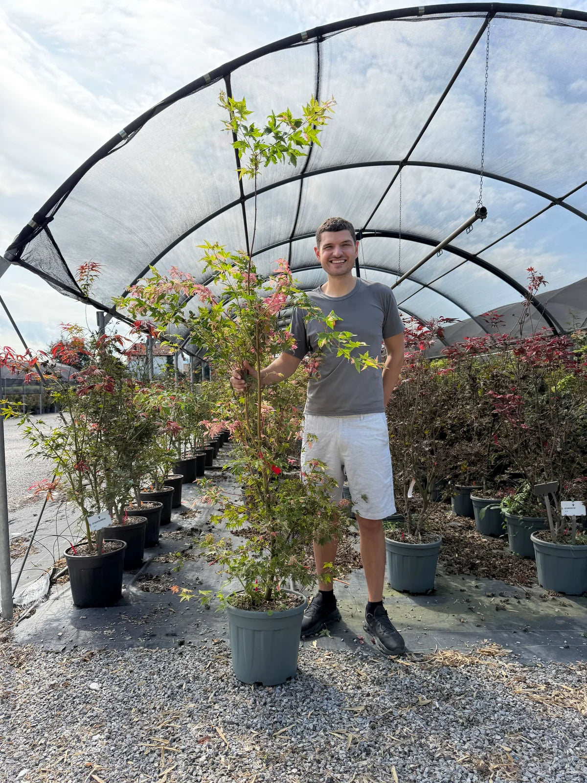 Érable du Japon 'Oridono Nishiki' (Acer palmatum 'Oridono Nishiki')